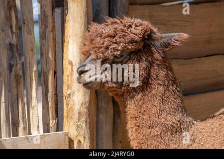 Schöne rote Alpaka oder Lama pacos ist eine Art südamerikanischer Kamelidsäuger, Nahaufnahme eines Alpaka-Gesichts, in einer Farm Stockfoto