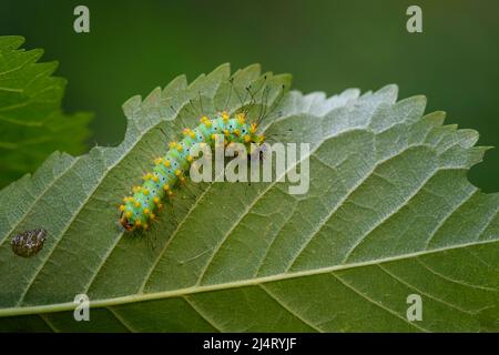 Große Pfauenmotte Raupe - Saturnia pyri, Raupe einer schönen großen Motte aus Europa, Tschechien. Stockfoto