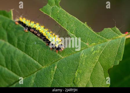 Große Pfauenmotte Raupe - Saturnia pyri, Raupe einer schönen großen Motte aus Europa, Tschechien. Stockfoto