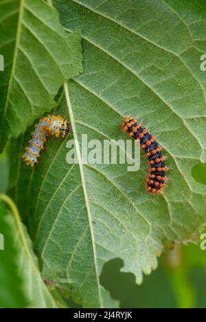 Große Pfauenmotte Raupe - Saturnia pyri, Raupe einer schönen großen Motte aus Europa, Tschechien. Stockfoto