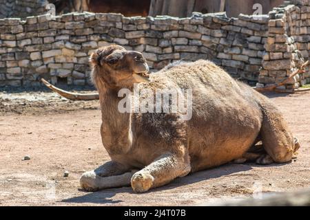 Dromedar, Dromedarkamel, arabisches Kamel oder ein-buckiges Kamel, große, gleichmäßig getoierte Huftiere der Gattung Camelus, mit einem Buckel auf dem Rücken Stockfoto