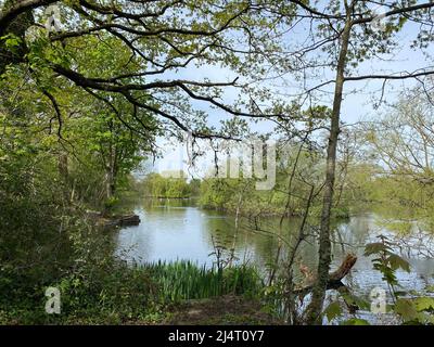 Schwäne genießen nach einem kalten Winter die Sonne beim Schwimmen im Little Britain Lake. Stockfoto