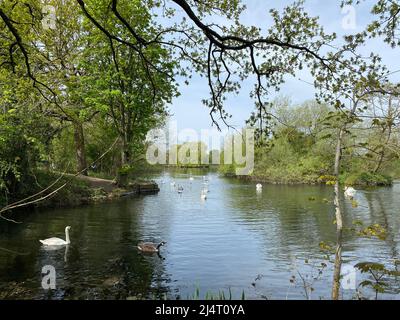 Schwäne genießen nach einem kalten Winter die Sonne beim Schwimmen im Little Britain Lake. Stockfoto