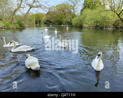 Schwäne genießen nach einem kalten Winter die Sonne beim Schwimmen im Little Britain Lake. Stockfoto