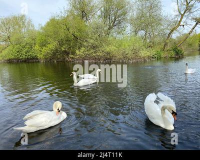 Schwäne genießen nach einem kalten Winter die Sonne beim Schwimmen im Little Britain Lake. Stockfoto