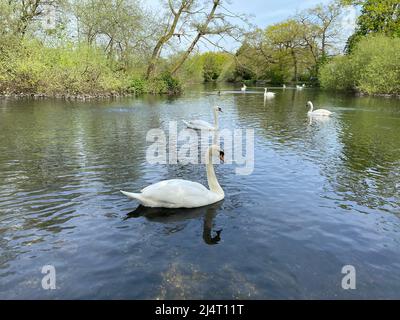 Schwäne genießen nach einem kalten Winter die Sonne beim Schwimmen im Little Britain Lake. Stockfoto