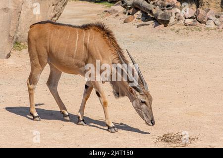 Taurotragus oryx, auch bekannt als das Südland oder die Elanantilope, ist eine Savanne und eine Ebene Antilope Stockfoto