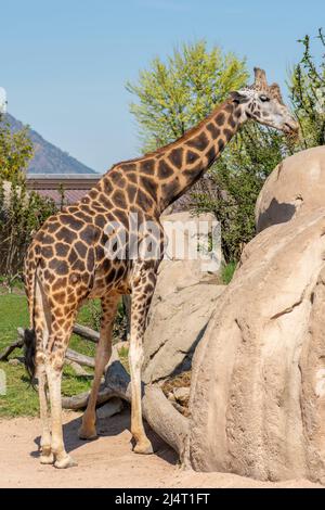 Schöne Giraffe in einem Zoo, hohes afrikanisches Huftier der Gattung Giraffa, vertikal Stockfoto