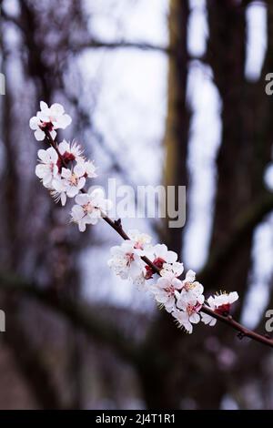 Die Zweige der blühenden Aprikose auf dem Hintergrund des blauen Himmels. Frühlingsblüte. Stockfoto