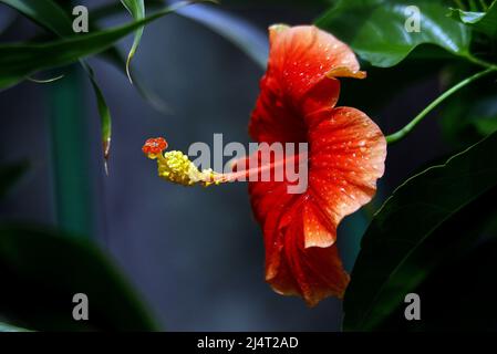 Valencia, Carabobo, Venezuela. 17. April 2022. April 17,2022. Una flor de cayena mantiene el rocio de las gotas de agua mientras termina de escampar la suave llovizna del Dia que da inicio a la temporada de lluvias en Venezuela. Foto: Juan Carlos Hernandez (Foto: © Juan Carlos Hernandez/ZUMA Press Wire) Stockfoto