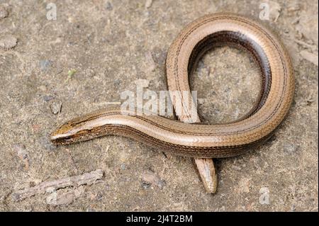 Seltene Tier, legless glänzend harmlos Eidechse langsamen Wurm auf dem Boden Stockfoto