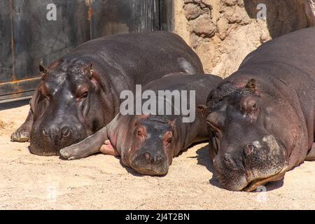 Schöne Familie von Nilpferden oder Nilpferden, die in einem Zoo oder Nationalpark schlafen, aus der Nähe Stockfoto