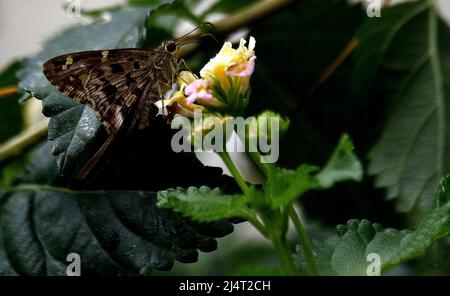 Valencia, Carabobo, Venezuela. 17. April 2022. April 17,2022. Una mariposa se posa en una Flor de una mata conocida como cariaquito morado, y contribuye con el proceso de polinizacion, mientras termina de escampar la suave llovizna del Dia que da inicio a la temporada de lluvias en Venezuela. Foto: Juan Carlos Hernandez (Foto: © Juan Carlos Hernandez/ZUMA Press Wire) Stockfoto