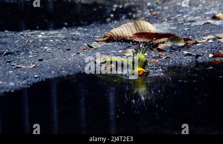 Valencia, Carabobo, Venezuela. 17. April 2022. April 17,2022. UN canario criollo, aprovecha el pozo de agua en la calle para refrescarse mientras termina de escampar la suave llovizna del dia que da inicio a la temporada de lluvias en Venezuela. Foto: Juan Carlos Hernandez (Foto: © Juan Carlos Hernandez/ZUMA Press Wire) Stockfoto