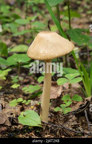 Wildtiere in Europa - essbare und ungenießbare Pilze, die im Wald wachsen. Stockfoto