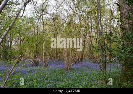 Großartige, neu blühende Bluebells in alten Buchen- und Eichenwäldern in New Year's Wood, Cudham, NW Kent, Mitte April. Stockfoto