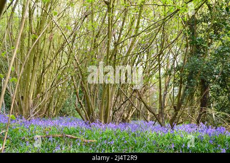 Großartige, neu blühende Bluebells in alten Buchen- und Eichenwäldern in New Year's Wood, Cudham, NW Kent, Mitte April. Stockfoto