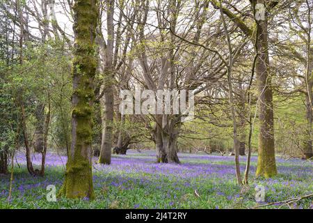 Großartige, neu blühende Bluebells in alten Buchen- und Eichenwäldern in New Year's Wood, Cudham, NW Kent, Mitte April. Stockfoto