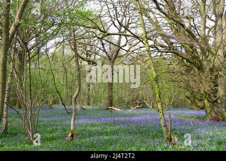 Großartige, neu blühende Bluebells in alten Buchen- und Eichenwäldern in New Year's Wood, Cudham, NW Kent, Mitte April. Stockfoto