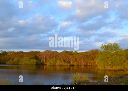 Oberer See am Bough Beech Reservoir, nordwestlich von Kent, in der Nähe von Sevenoaks Anfang April, bei Abendlicht, das überflutete Wälder und wunderschöne Reflexionen zeigt Stockfoto