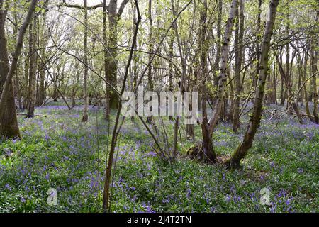 Großartige, neu blühende Bluebells in alten Buchen- und Eichenwäldern in New Year's Wood, Cudham, NW Kent, Mitte April. Stockfoto