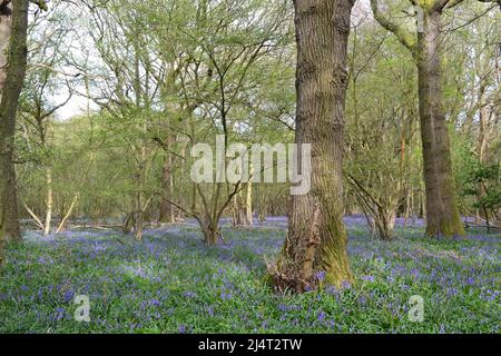 Großartige, neu blühende Bluebells in alten Buchen- und Eichenwäldern in New Year's Wood, Cudham, NW Kent, Mitte April. Stockfoto