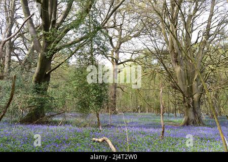 Großartige, neu blühende Bluebells in alten Buchen- und Eichenwäldern in New Year's Wood, Cudham, NW Kent, Mitte April. Stockfoto