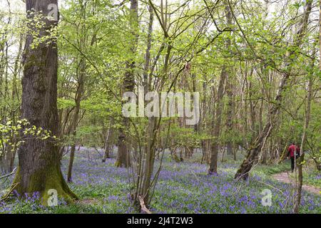 Großartige, neu blühende Bluebells in alten Buchen- und Eichenwäldern in New Year's Wood, Cudham, NW Kent, Mitte April. Stockfoto