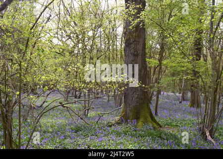 Großartige, neu blühende Bluebells in alten Buchen- und Eichenwäldern in New Year's Wood, Cudham, NW Kent, Mitte April. Stockfoto