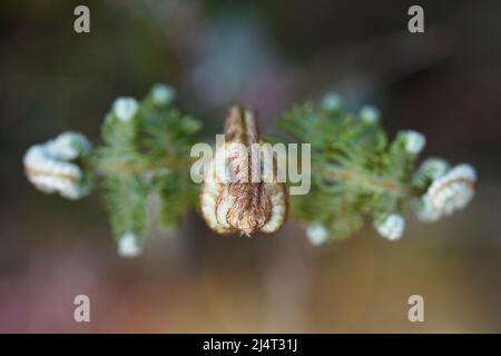 Symmetrie einer jungen unreifen Farnpflanze. Spiralförmige geschlossene Blätter. Grüner Hintergrund. Stockfoto