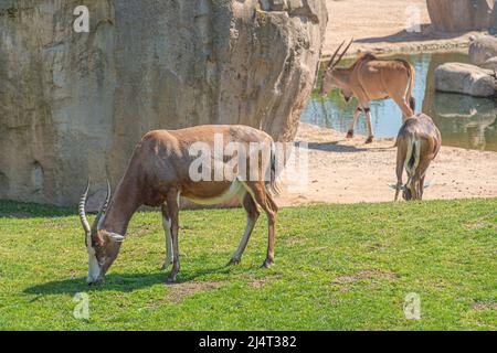 Gewöhnlicher Zessebe, Topi, Sassaby oder tiang und Antilopenland. Damaliscus lunatus ist eine große afrikanische Antilope, die in der Nähe eines Felsens und eines Teiches wartet Stockfoto