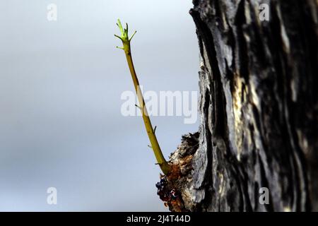 Valencia, Carabobo, Venezuela. 17. April 2022. April 17,2022. El renacer de una pequeÃ±a rama que Sale de la corteza de una arbol de Caoba se aprecia mientras termina de escampar la suave llovizna del dia que da inicio a la temporada de lluvias en Venezuela. Foto: Juan Carlos Hernandez (Foto: © Juan Carlos Hernandez/ZUMA Press Wire) Stockfoto