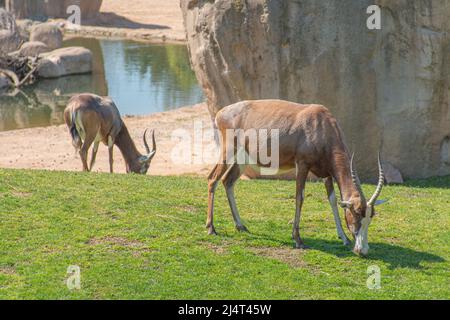 Gewöhnlicher Zessebe, Topi, Sassaby oder tiang und Antilopenland. Damaliscus lunatus ist eine große afrikanische Antilope, die in der Nähe eines Felsens und eines Teiches wartet Stockfoto