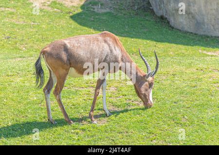 Gewöhnlicher Zessebe, Topi, Sassaby oder tiang und Antilopenland. Damaliscus lunatus ist eine große afrikanische Antilope, die in der Nähe eines Felsens und eines Teiches wartet Stockfoto