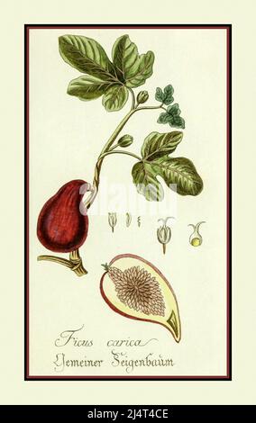 Vintage Illustration Lithographie einer Feige 1770s Ficus Carica und in abgeschnittener Form dargestellt Stockfoto