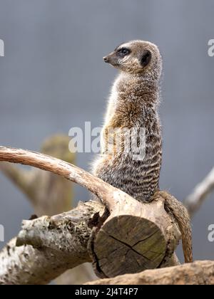 Ein Erdmännchen steht auf einem Baumzweig und wacht über seinen unterirdischen Bau Stockfoto