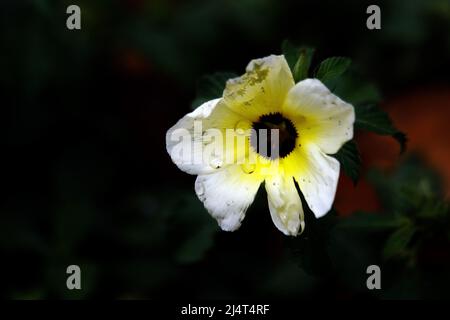 Valencia, Carabobo, Venezuela. 17. April 2022. April 17,2022. Una flor Silvestre mantiene en sus petalos el rocio de las gotas de agua mientras termina de escampar la suave llovizna del Dia que da inicio a la temporada de lluvias en Venezuela. Foto: Juan Carlos Hernandez (Foto: © Juan Carlos Hernandez/ZUMA Press Wire) Stockfoto