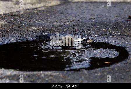 Valencia, Carabobo, Venezuela. 17. April 2022. April 17,2022. Una maraquera, aprovecha el pozo de agua en la calle para refrescarse mientras termina de escampar la suave llovizna del Dia que da inicio a la temporada de lluvias en Venezuela. Foto: Juan Carlos Hernandez (Foto: © Juan Carlos Hernandez/ZUMA Press Wire) Stockfoto