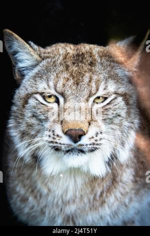 Ein Kopfschuss aus einer eurasischen Lynx - Big Cat in einem Wildschutzgebiet der Isle of Wight Stockfoto