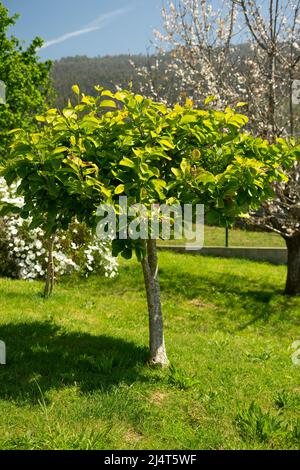 Kleiner Orangenbaum, der im Sommer auf einem Feld unter direkter Sonneneinstrahlung wächst Stockfoto