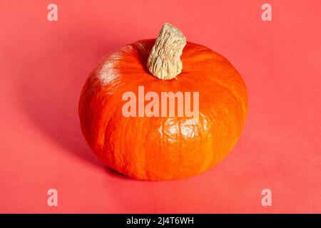 Roter Kuri-Squash auf rotem Hintergrund Stockfoto