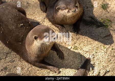 Paar Otter in der Nähe eines Flusses, fleischfressende Säugetiere in der Unterfamilie Lutrinae. Semiaquatische, aquatische oder marine, mit Diäten auf Fischbasis Stockfoto