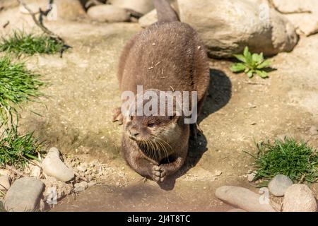 Otter in der Nähe eines Flusses, fleischfressende Säugetiere in der Unterfamilie Lutrinae. Semiaquatische, aquatische oder marine, mit Diäten auf der Grundlage von Fischen und Wirbellosen, Nahaufnahme Stockfoto