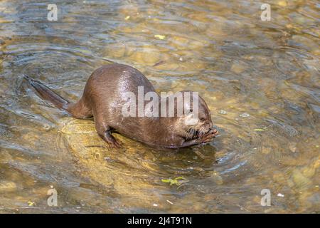 Otter im Wasser, fleischfressende Säugetiere in der Unterfamilie Lutrinae. Semiaquatische, aquatische oder marine, mit Diäten auf der Grundlage von Fischen und Wirbellosen, Nahaufnahme Stockfoto