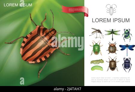 Realistisches Insektenfarbenes Konzept mit colorado Käfer auf Kartoffelblatt Libellen Gnats Raupen Mist und Skarabäen Bugs Vektor-Illustration Stock Vektor