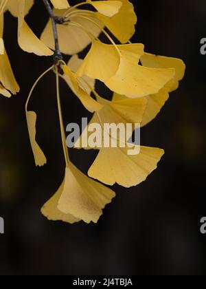 Mehrere goldene Gingko biloba Blätter auf einem Ast vor schwarzem Hintergrund. Fotografiert mit geringer Schärfentiefe. Stockfoto