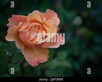 Einzelne pfirsichfarbene Rose mit Wassertropfen auf grünem Hintergrund. Fotografiert im Portland Rose Garden mit geringer Schärfentiefe. Stockfoto