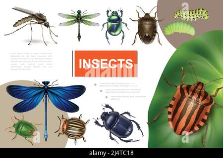 Realistische Insekten farbenfrohe Komposition mit colorado Käfer auf Kartoffelblatt Libellen Raupen Moskito stinken und Skarabäen Wanzen Vektor-Illustration Stock Vektor