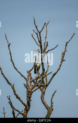 Ein Reiher (ardeidae) hoch in einem Baum, klaren Himmel Hintergrund thront Stockfoto