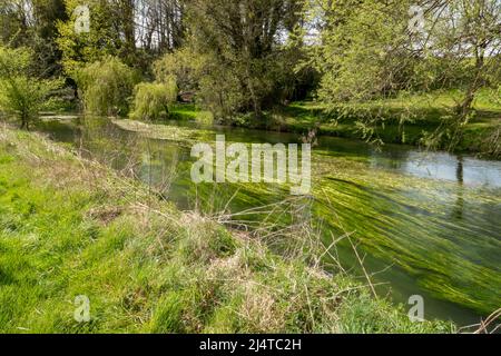 Ein malerischer Blick auf den Fluss avon in Wiltshire im pulsierenden Frühling, fließende Schilfbetten und über-hängende Trauerweiden Stockfoto